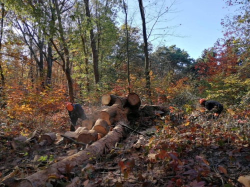 76756843 2705188699520453 5871872325502107648 n