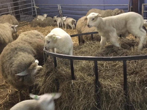 54523159 2253656038007057 152746607756967936 n